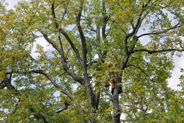 Reliable Cooper City, FL Tree Services Solutions